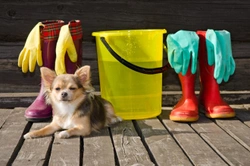 Spring Cleaning Tips for Dog Owners