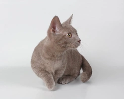The Munchkin cat - an unusual breed!