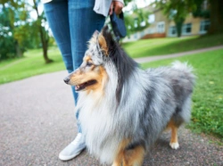 Should the UK reintroduce compulsory dog licences?