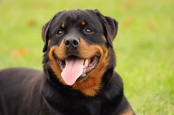 The pros and cons of keeping a Rottweiler as a pet