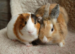 Rabbits or Guinea Pigs? Which Pet Is Best for You?