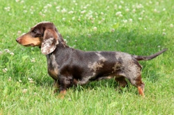 The Karlton Index: Measuring Health in Pedigree Dogs