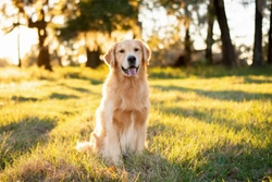Five dog care rules you can or even sometimes should break in summer