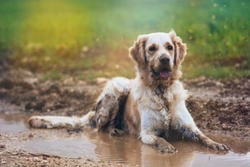 Why do wet dogs smell so much worse than dry dogs?