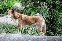 Dingo, el perro salvaje de Australia