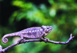 Chameleon přilbový (Chamaeleo hoehnelii)