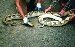 Ztráta pigmentu u adultního samce Python reticulatus v ZOO Ostrava