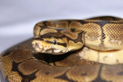 Caring for a Ball Python