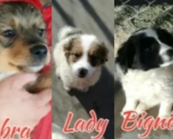 Adozioni cani: 6 cuccioli in cerca di adozione