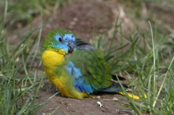 Turquoise Parrot