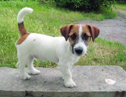 Jack Russell teriér a agresivita