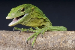 Green Tree Monitors as Pets