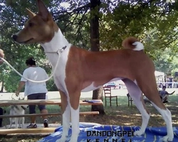 La coda e i colori del Basenji e le loro particolarità