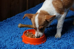 Feeding a dog with colitis