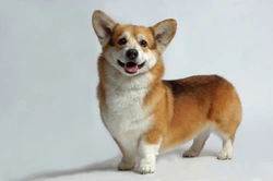 Understanding Osteochondrodysplasia (Dwarfism) in Dogs