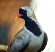 Holoubek kapský (Oena capensis)