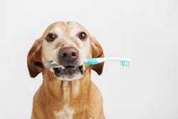 Five mistakes to avoid when brushing your dog’s teeth