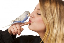 Learning How to Look After Pet Birds