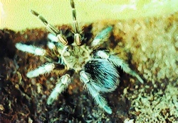 Lasiodores polycuptulatus