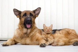 8 Tips Concerning the Nutritional Management of Renal Dysfunction in Dogs  & Cats