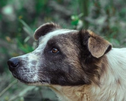 Associazioni Animali: Associazione Chance for Dogs onlus
