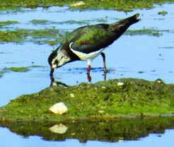 Čejka chocholatá Vanellus vanellus (Linnaeus, 1758)