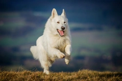 Finding out more about the white German shepherd or white shepherd dog