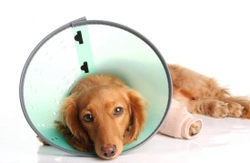 5 Steps in Post-Operative Care: Cats & Dogs