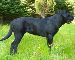 Cane Corso: carattere, costo di acquisto e mantenimento