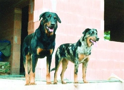 Beauceron – střípky