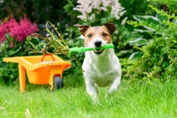 Five poisons that might be lurking in your dog’s garden in summer