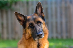 Renal cystadenocarcinoma and nodular dermatofibrosis DNA testing for the German shepherd dog breed