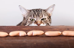 How to Prevent and Manage Obesity in Cats: A Complete Guide