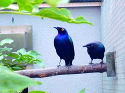 Chov leskoptve purpurovej (Lamprotornis purpureus)