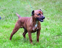 Patterdale teriér