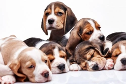 Drying up a dog’s milk production