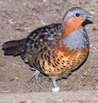 Kur bambusový (Bambusicola thoracicus)