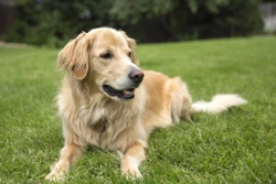 Golden retriever health and longevity