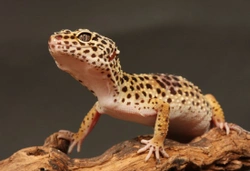 Introduction to keeping Leopard Geckos