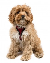 Cavapoo genetic diversity and hereditary health