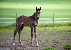 Sveriges 10 mest populära hästraser