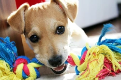 How to encourage a shy or quiet dog to play