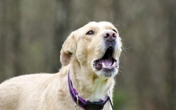 Finding out why certain sounds trigger your dog’s barking instincts