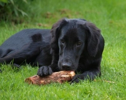 Flat Coated Retriever: prezzo dei cuccioli, carattere e colore del man