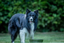 Five errors to avoid when feeding your dog a raw food diet