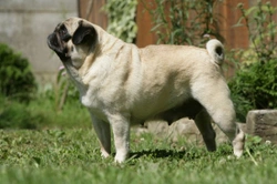 Problemas de salud comunes en perros carlino (pug)