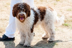 Lysosomal Storage Disease (LSD) in the Lagotto Romagnolo