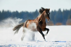 Getting Your Horse Ready for Winter