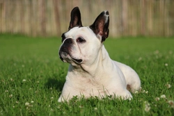 Risk factors for aspiration pneumonia in brachycephalic dogs