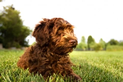 Grooming the Labradoodle